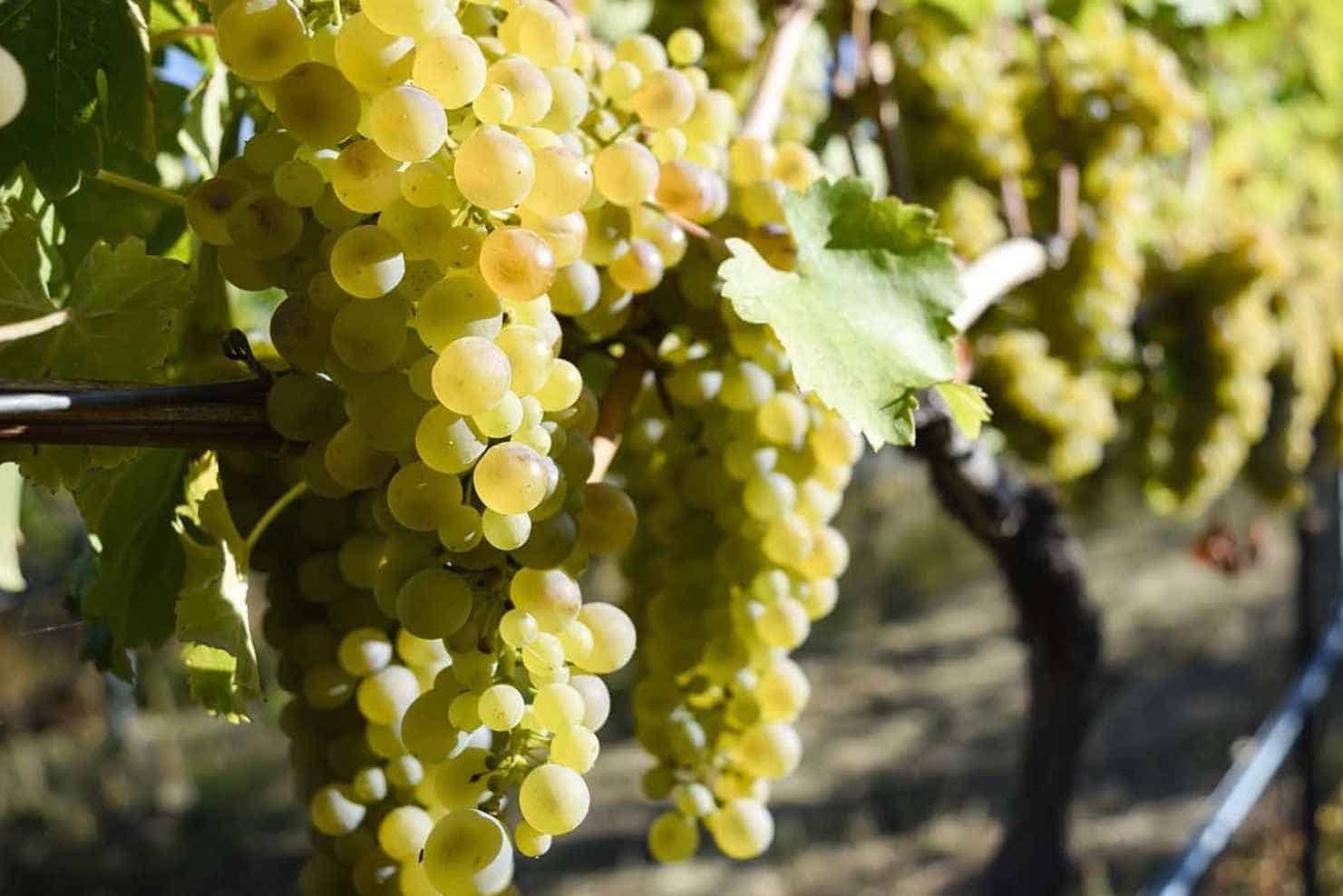 History of Viognier wines