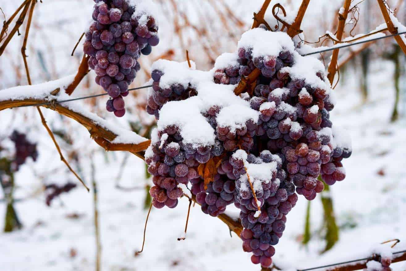 How is Ice Wine Made