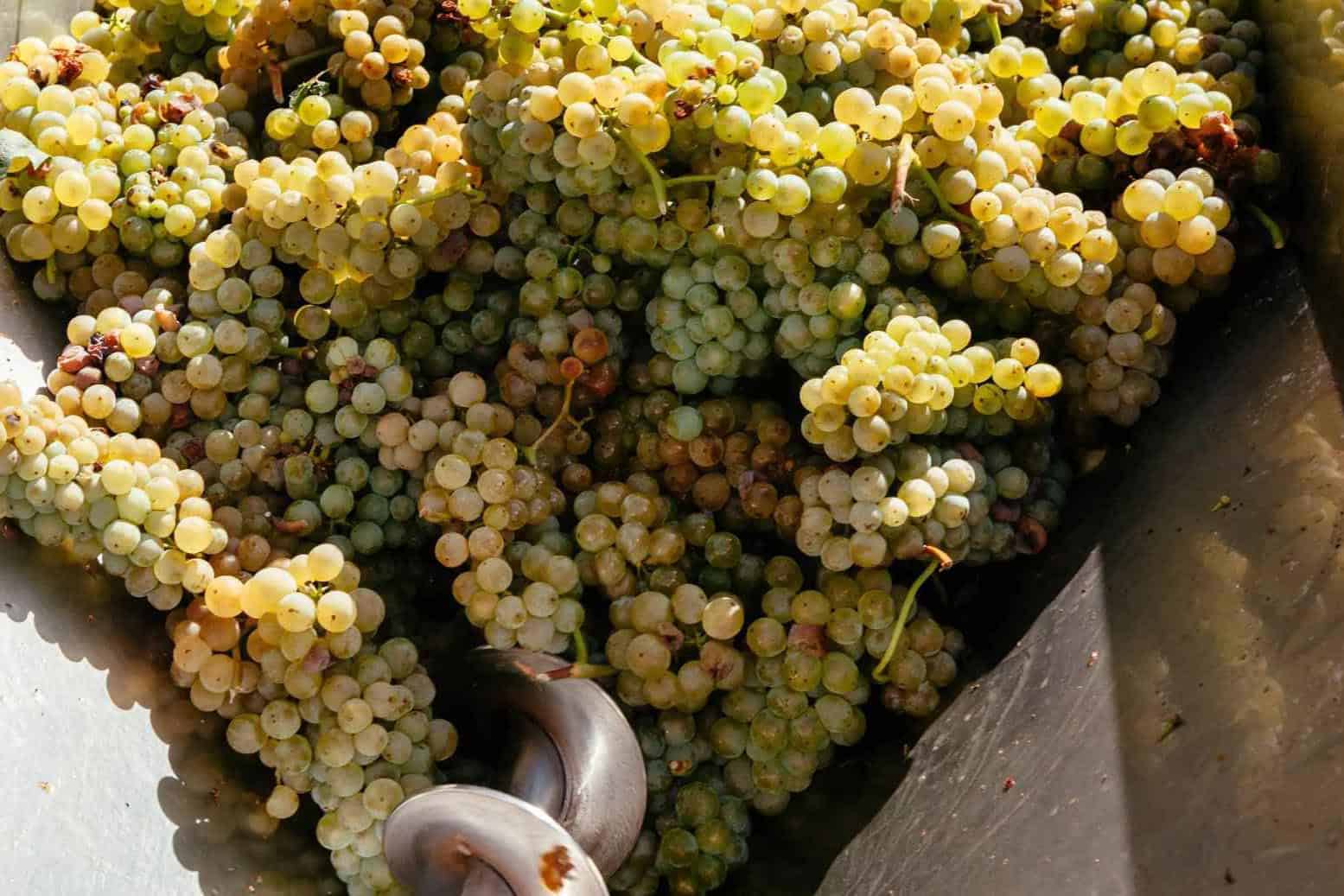 How is the Viognier wine made