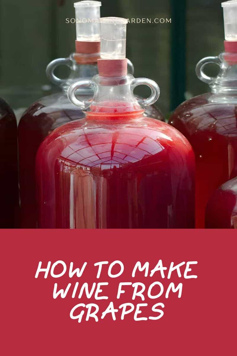 How to Make Wine from Grapes