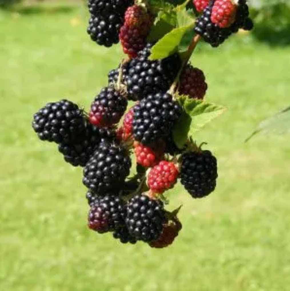 Mulberry Shahtoot Wine