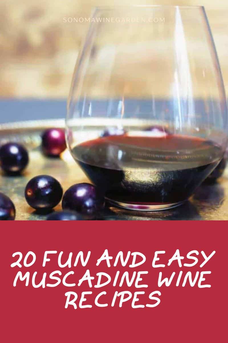 Muscadine Wine Recipe