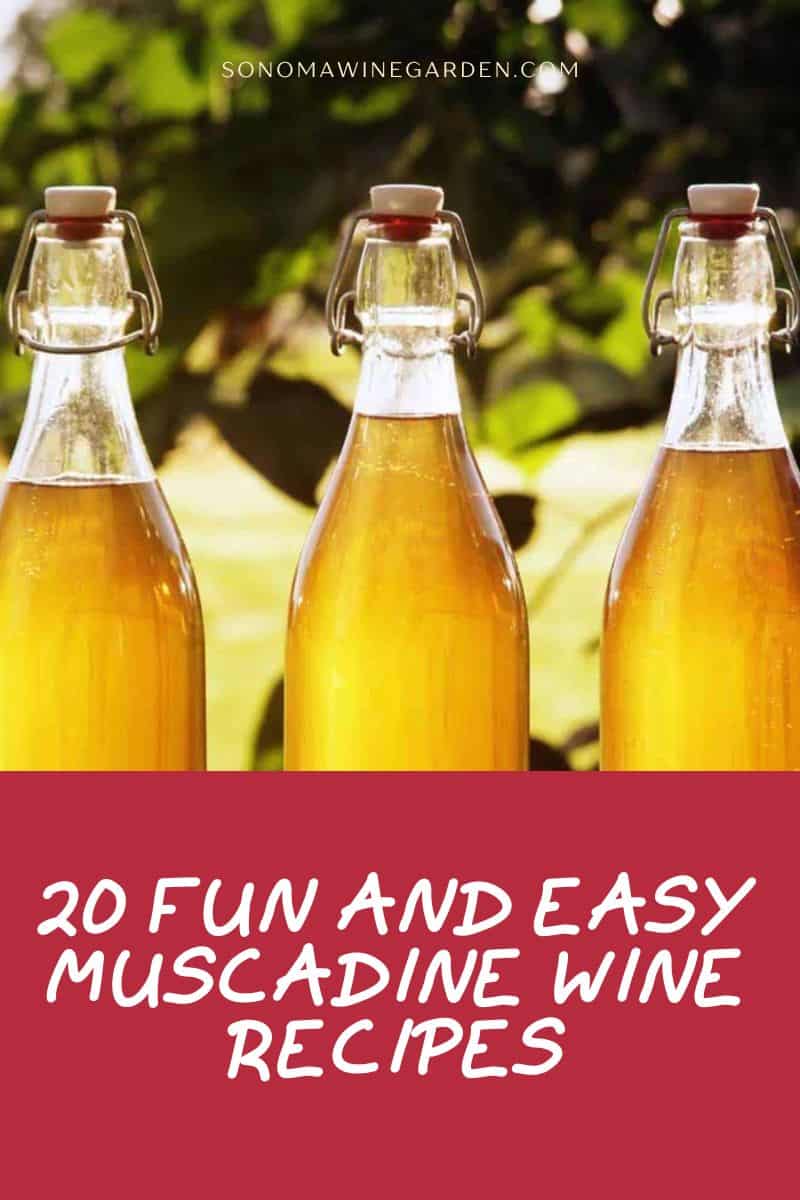 Muscadine Wine Recipes