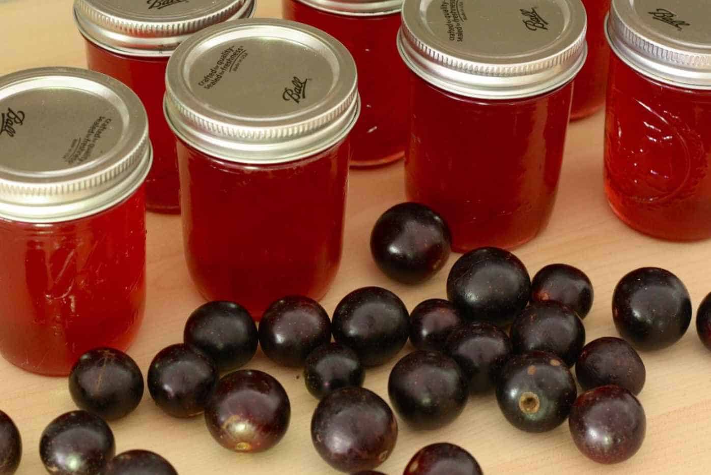 Muscadine and Raspberry Wine Recipe