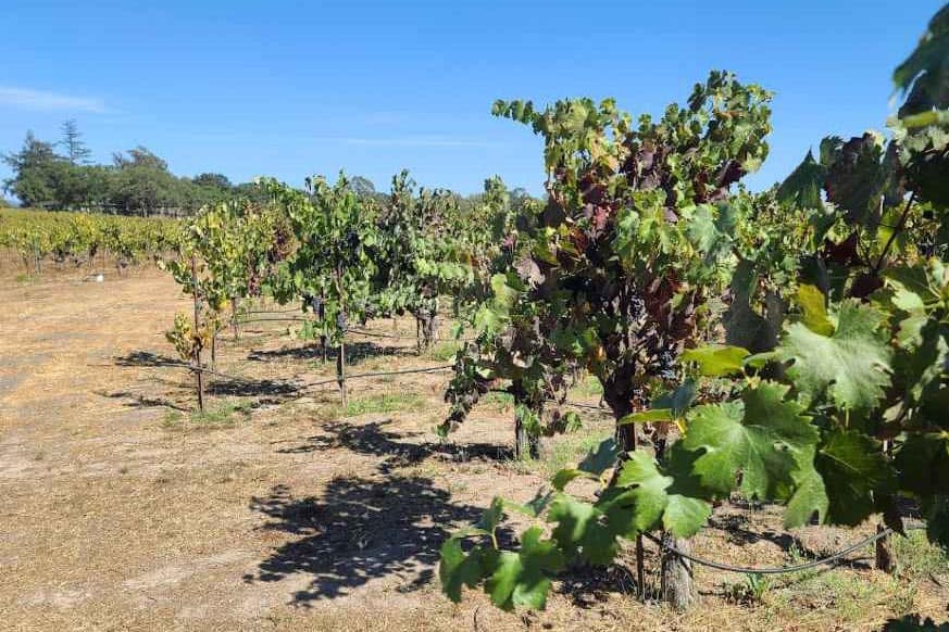 Santa Rosa, CA Best Winerie Battaglini Estate Winery