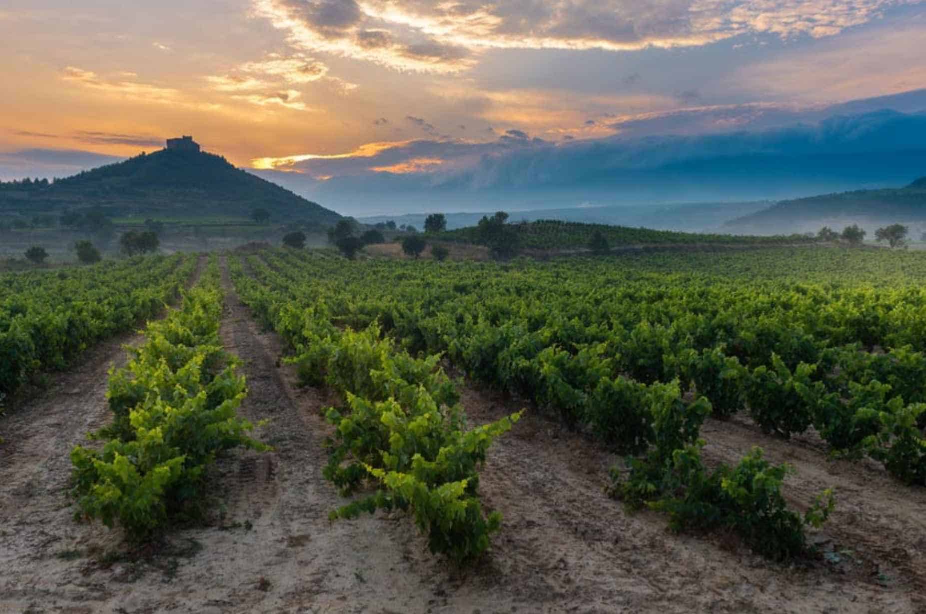 The Tempranillo Wine Regions