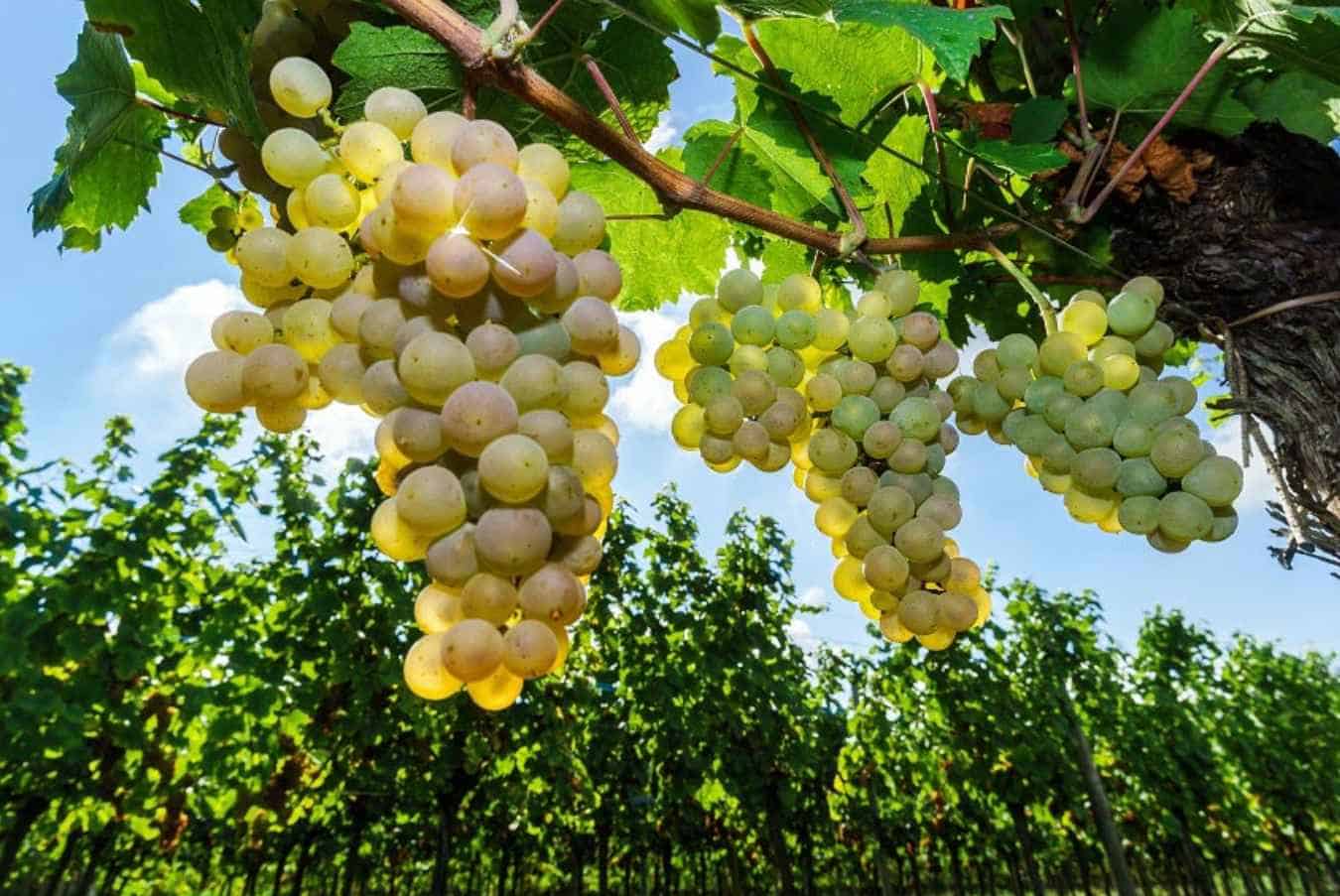 The Varieties Of Muscat Grapes