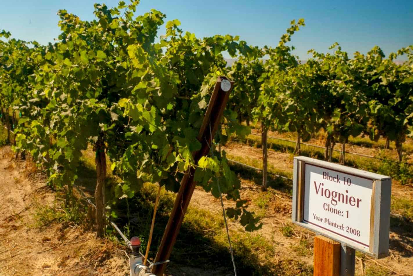 Where do the Viognier wine grapes grow