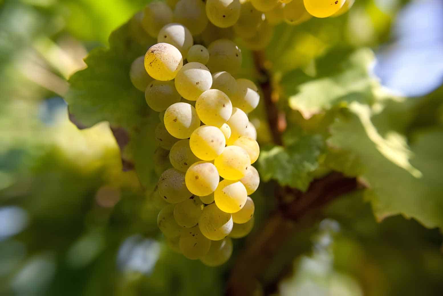 4 interesting trivia about Riesling wine