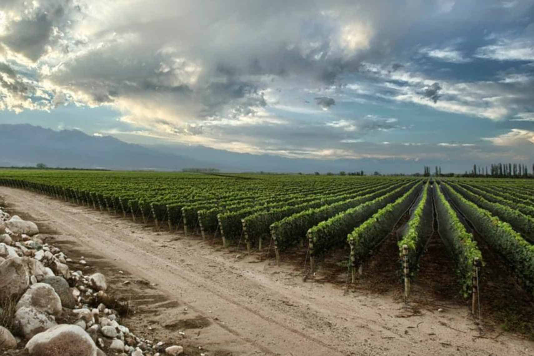 The Malbec’s Resurrection in Argentina