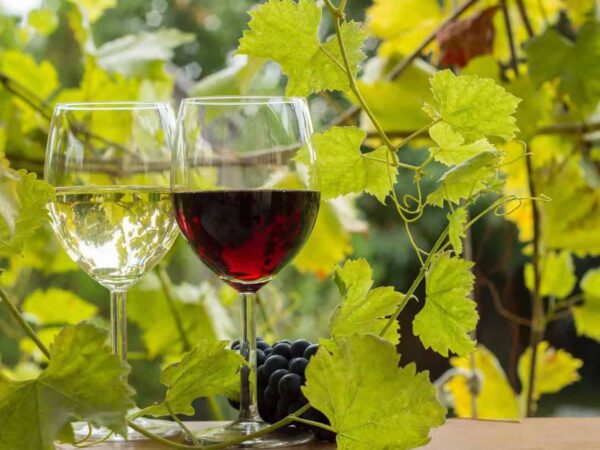 Grenache Wine Guide: Origin, Type, Taste, Made, Serve