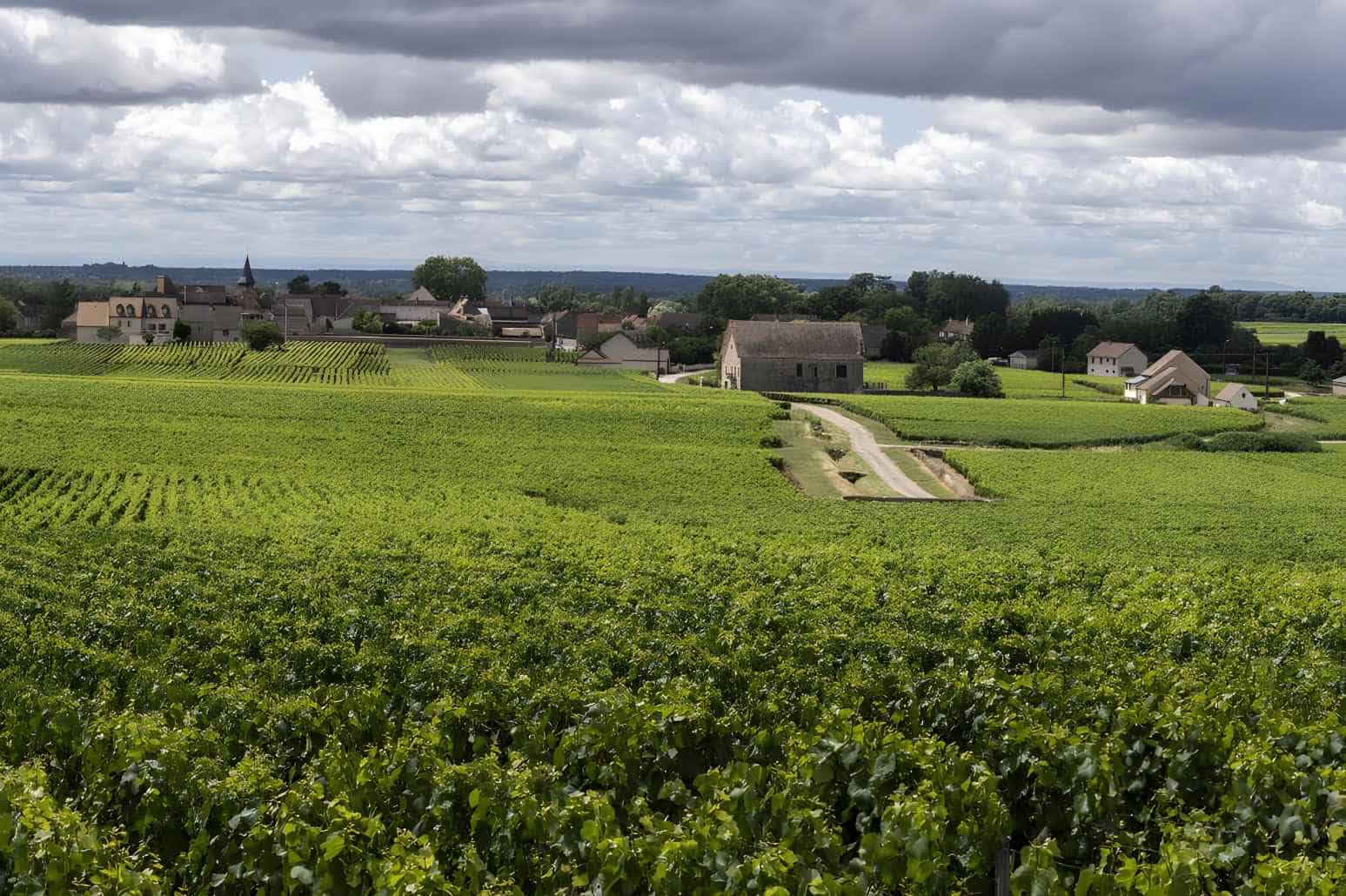 History of Montrachet Wine