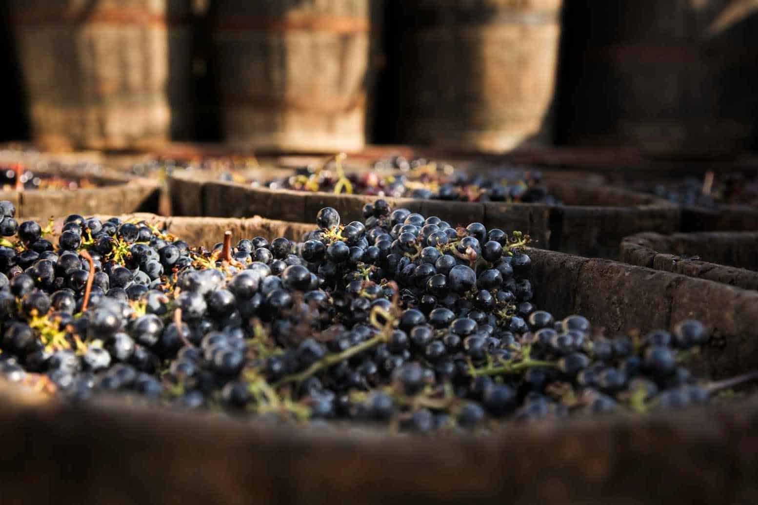 How is grenache wine made