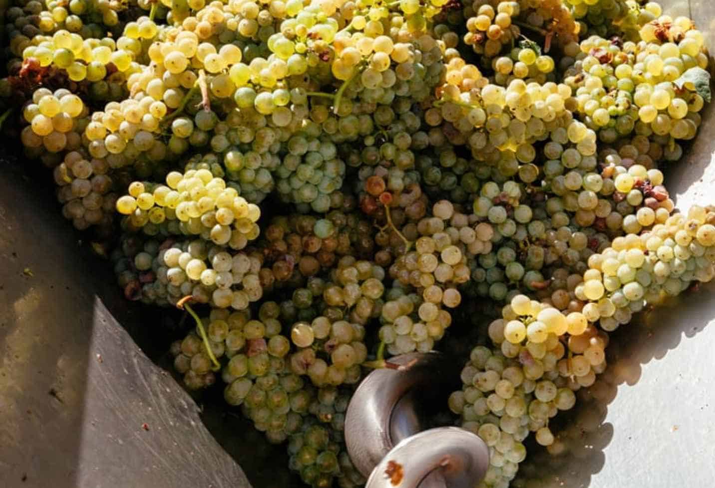 Turning The Albarino Grape Into Wine