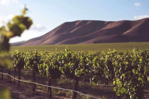 12 Best Texas Wineries and Vineyards