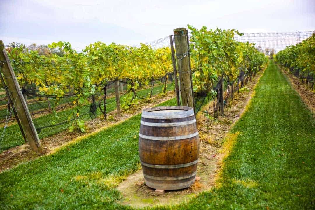 14 Best Wineries in Hood River, OR