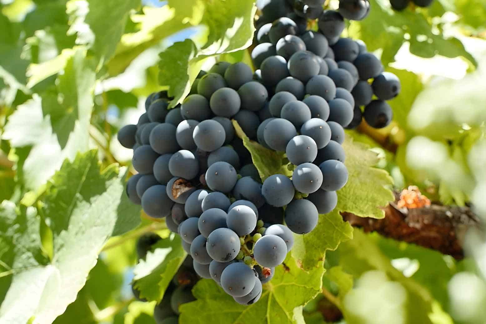 Gamay grapes