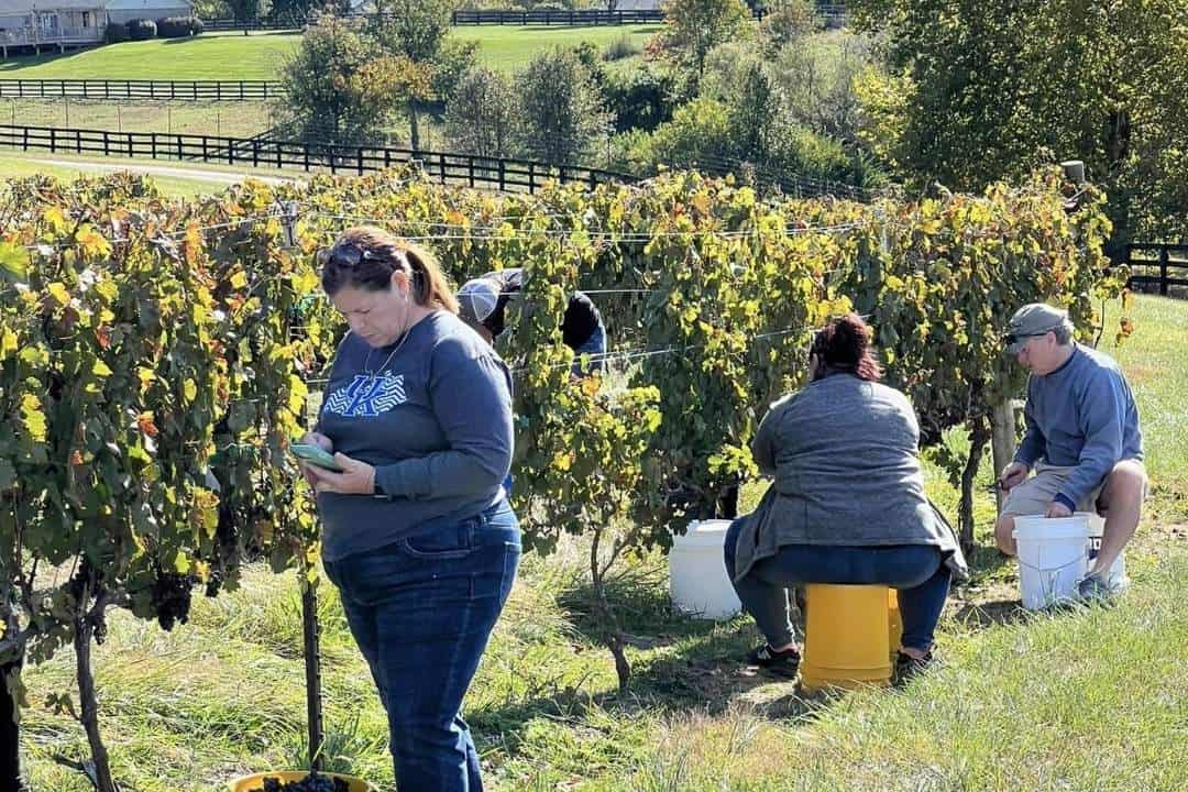 Good Winery in Kentucky