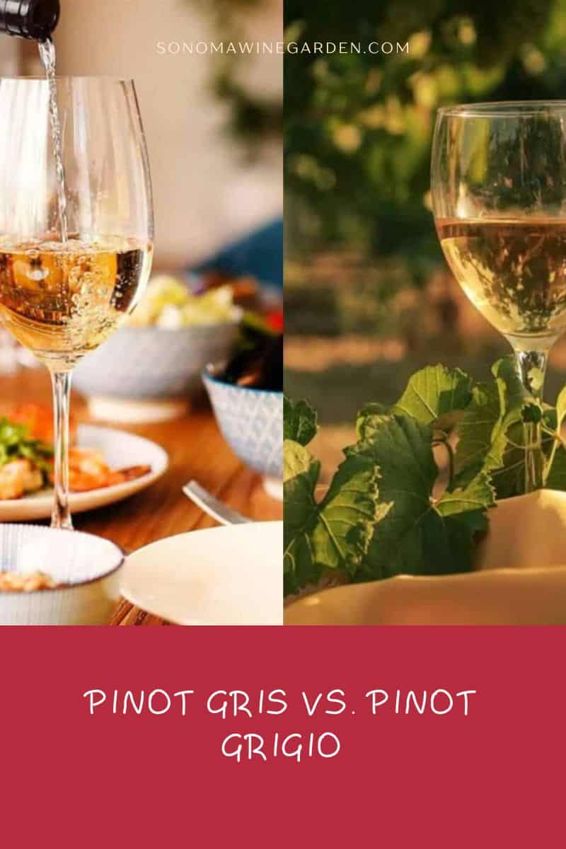 Pinot Gris VS. Pinot Grigio Origin, Characteristics, Food Pairing, Price
