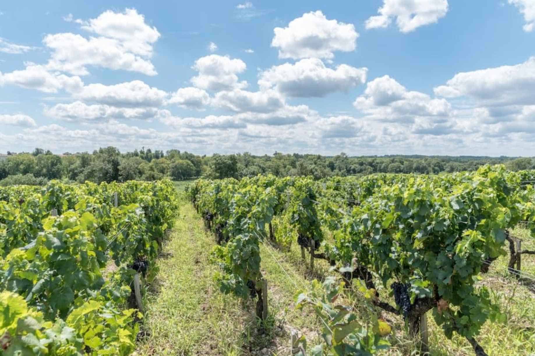 What is the terroir of the Margaux wine region