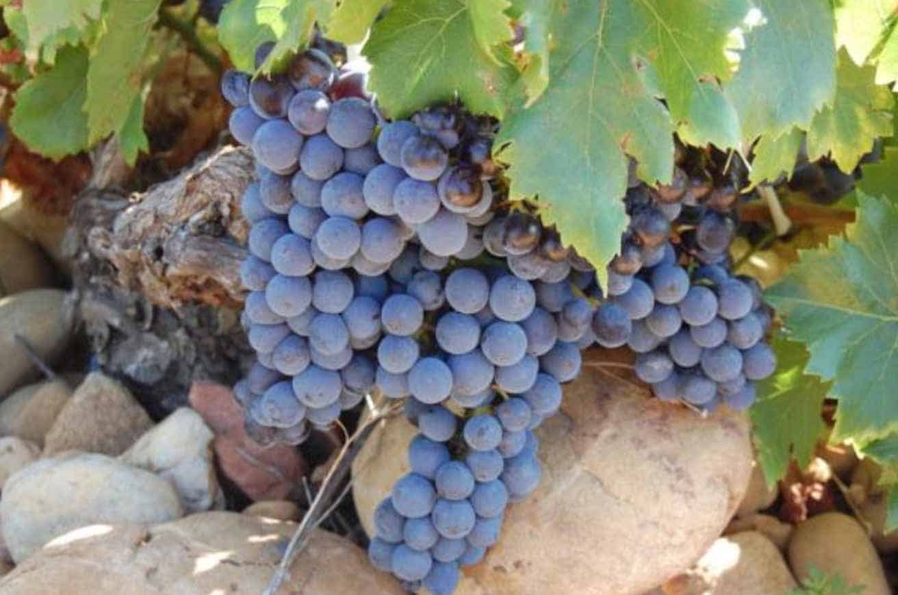 What Are the CdP Wine Grapes