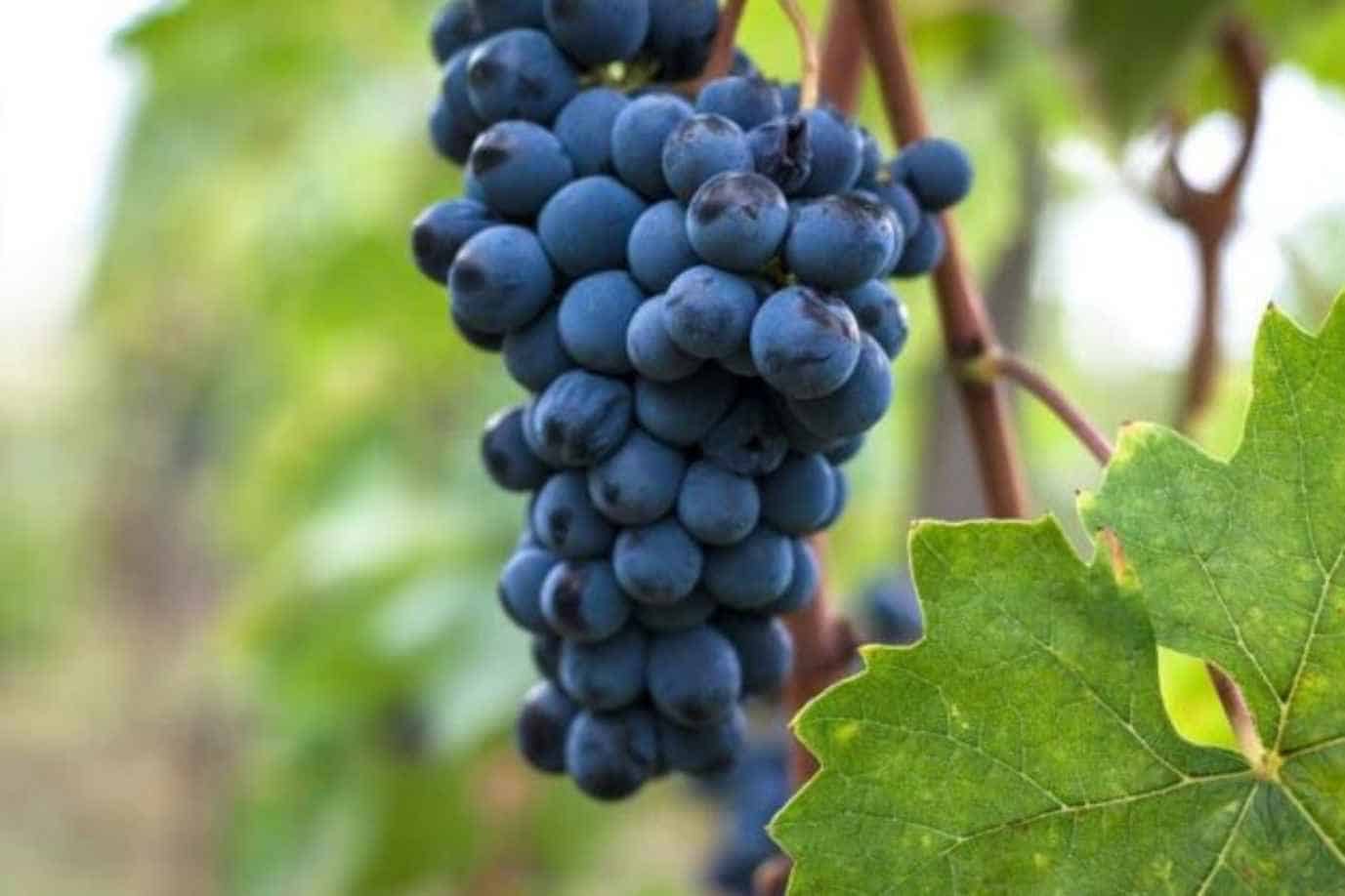 What is the Sangiovese grape