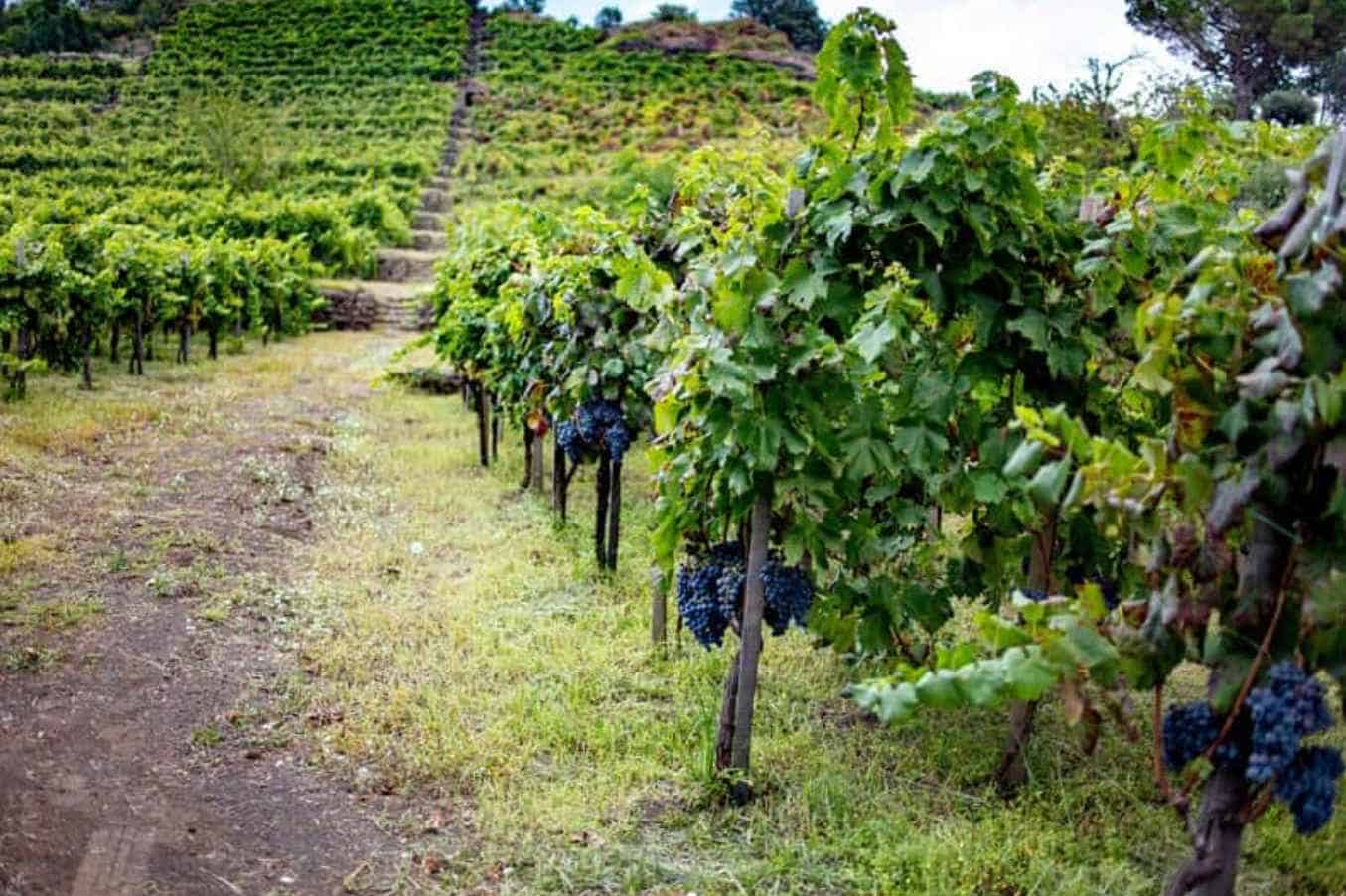 What is the origin of Nero d'Avola Wine