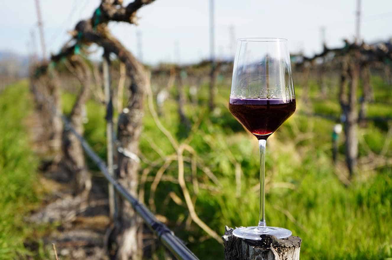 Why should you try Sangiovese wines