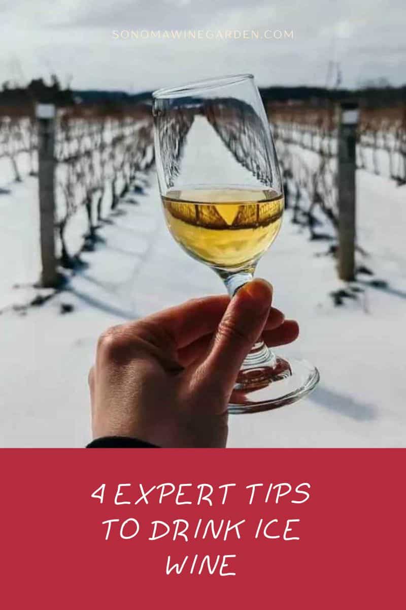 4 Expert Tips to drink Ice Wine