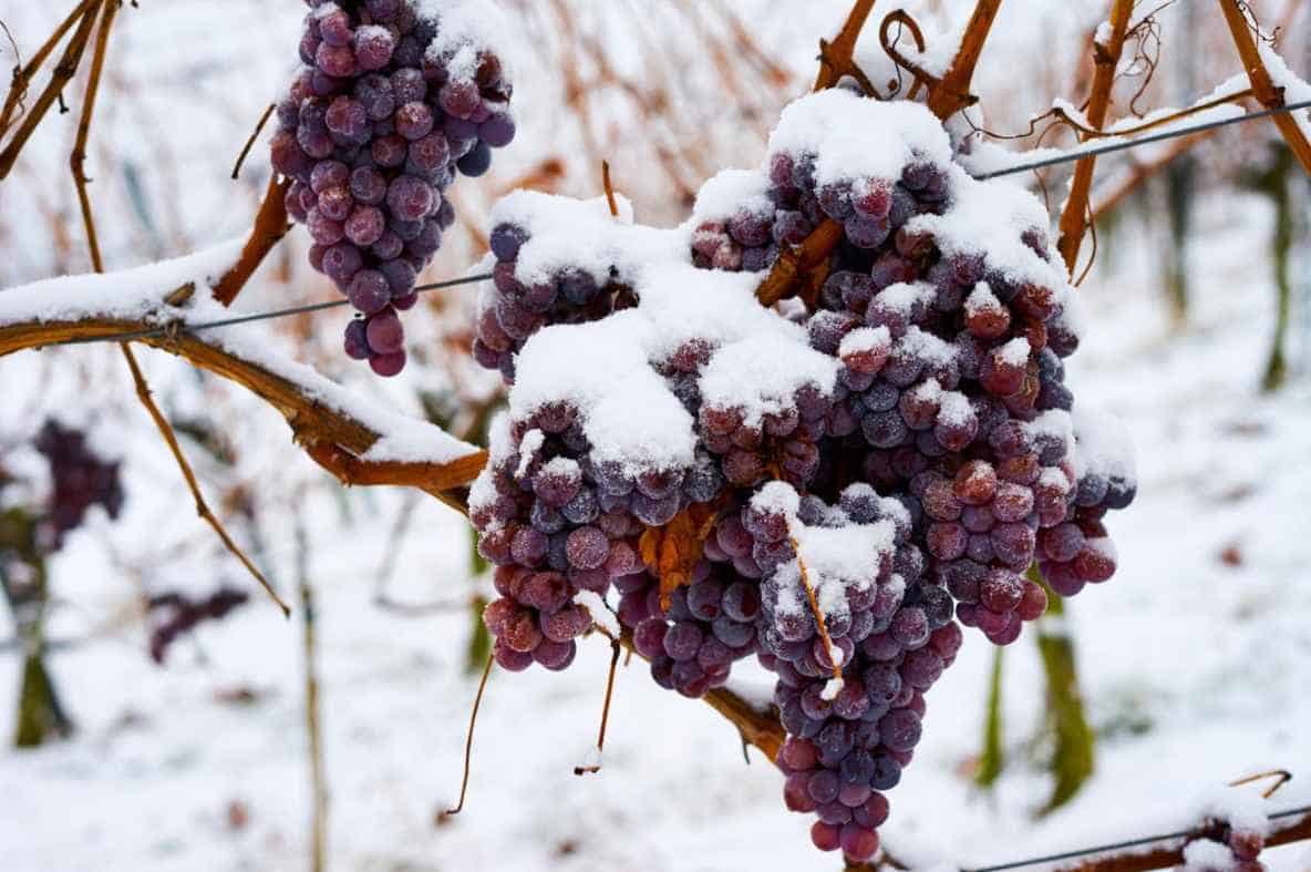 What is Ice Wine