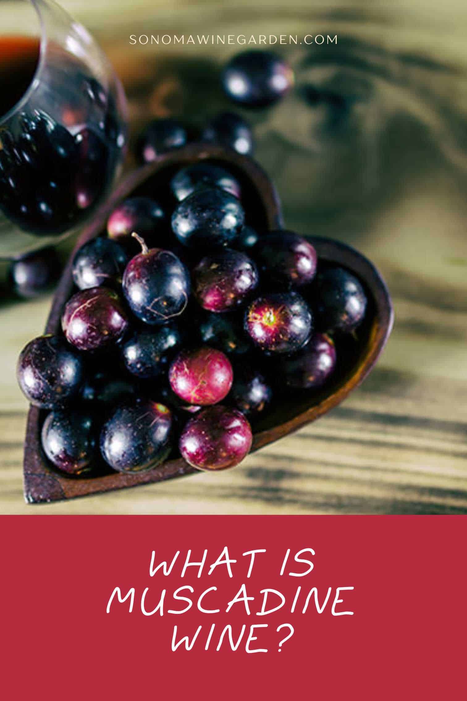 What is Muscadine Wine2