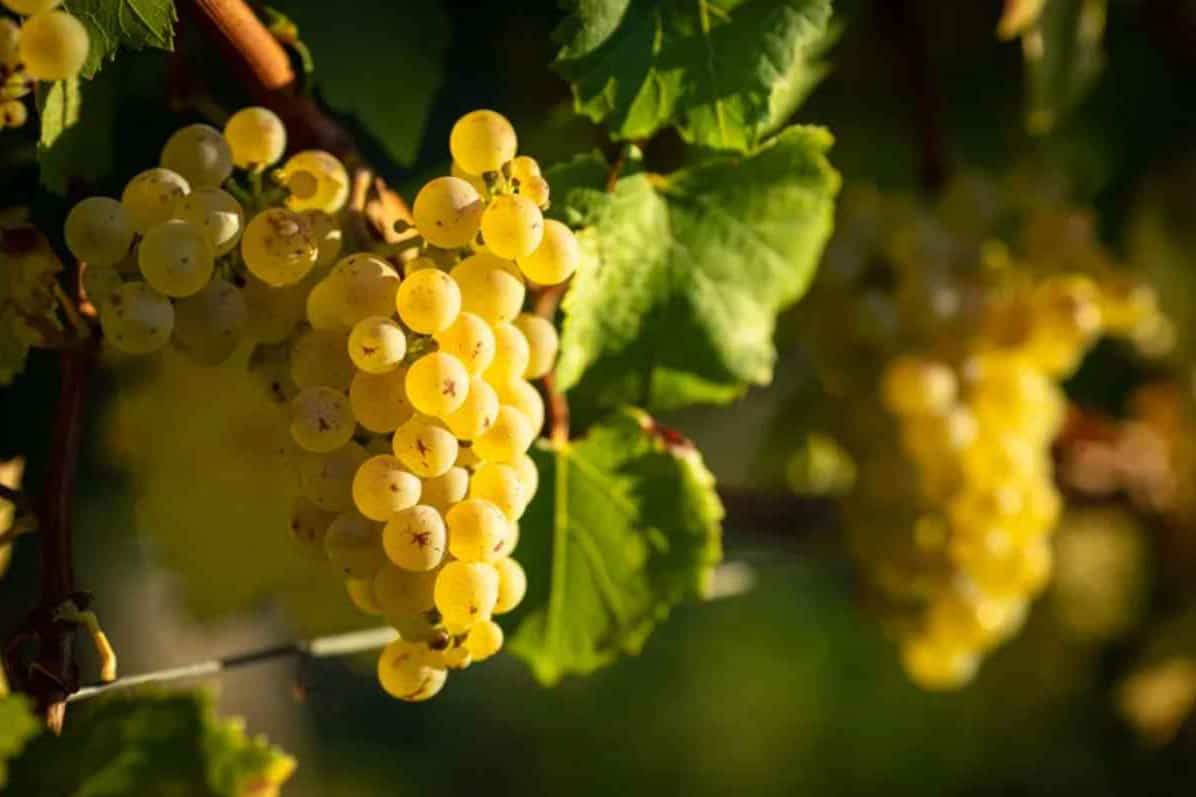 How is Chablis Wine Made