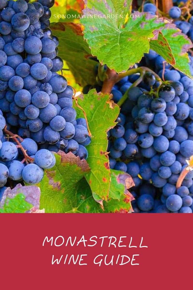 Monastrell Wine Guide Profile, Regions, Serving, Food Pairings