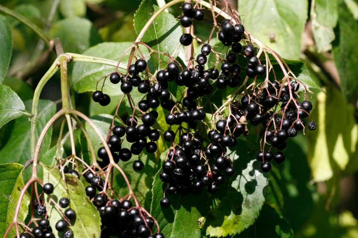  Elderberry Wine What You Will Need