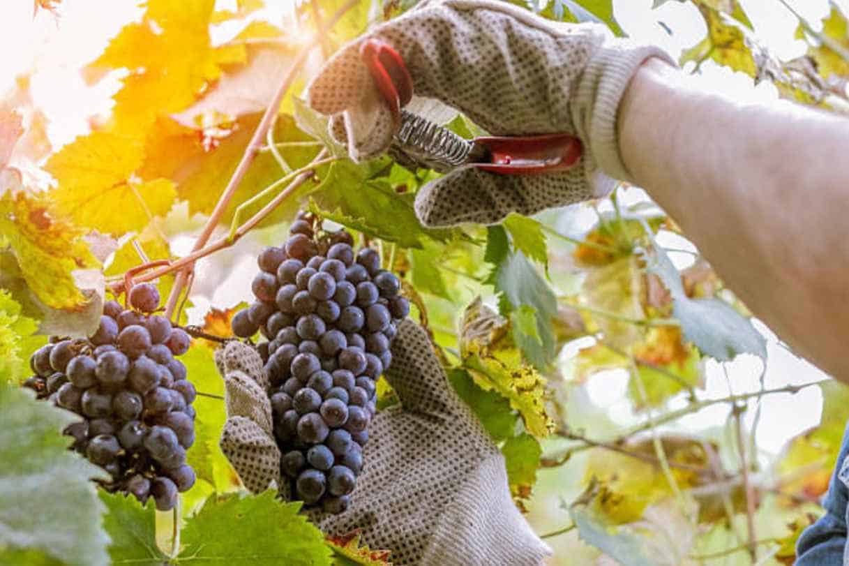 Harvesting the Grapes
