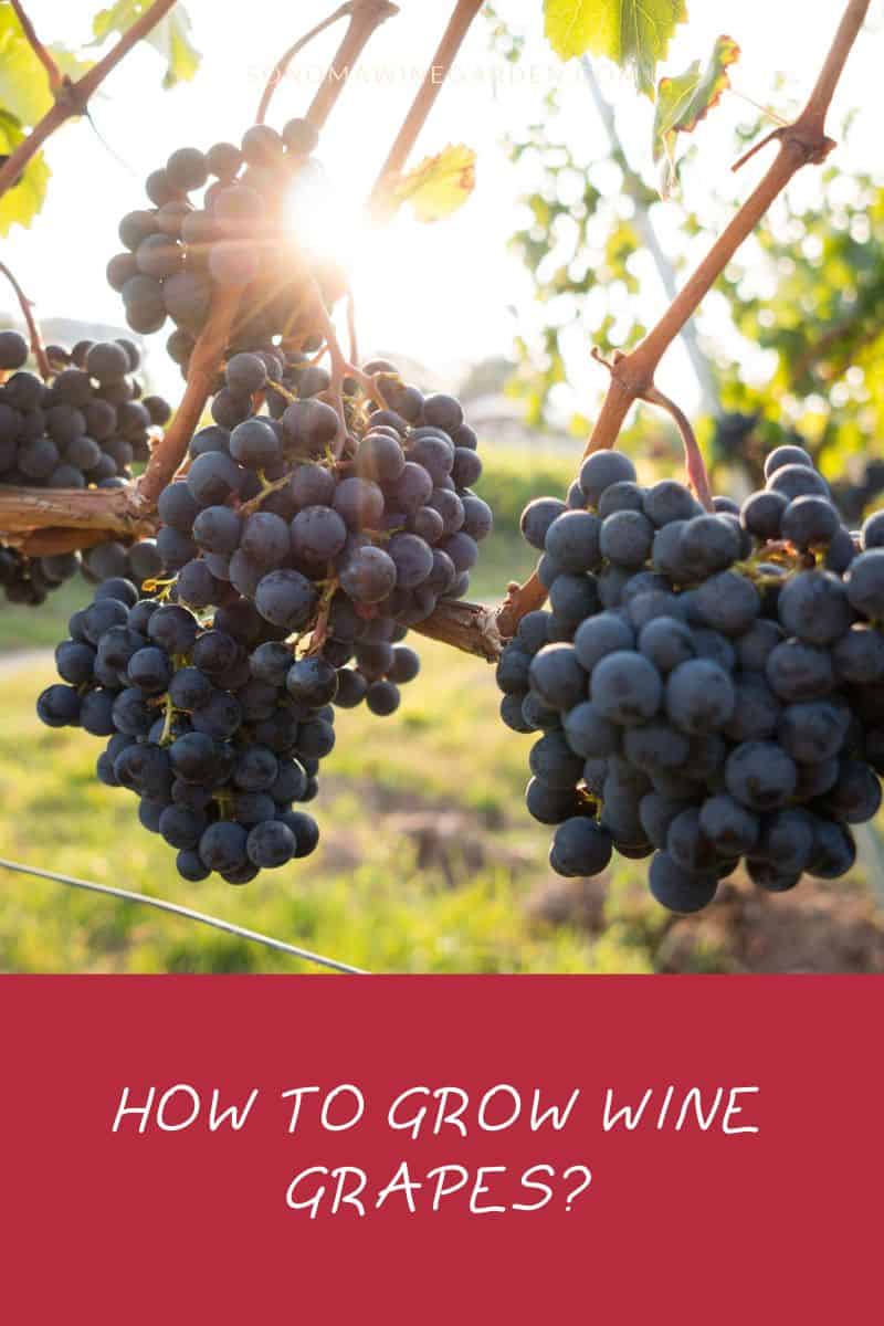 How to Grow Wine Grapes (From Planting to Harvest)