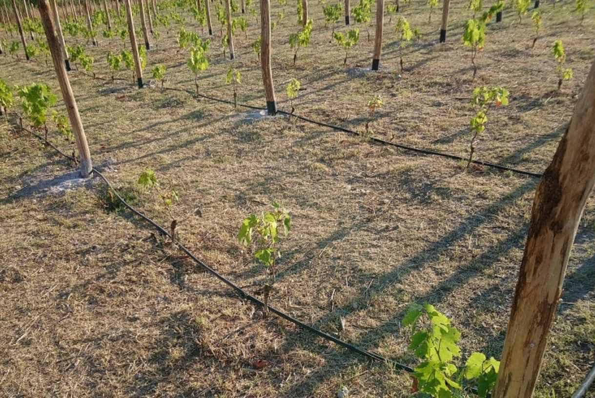 Planting the Grapevines