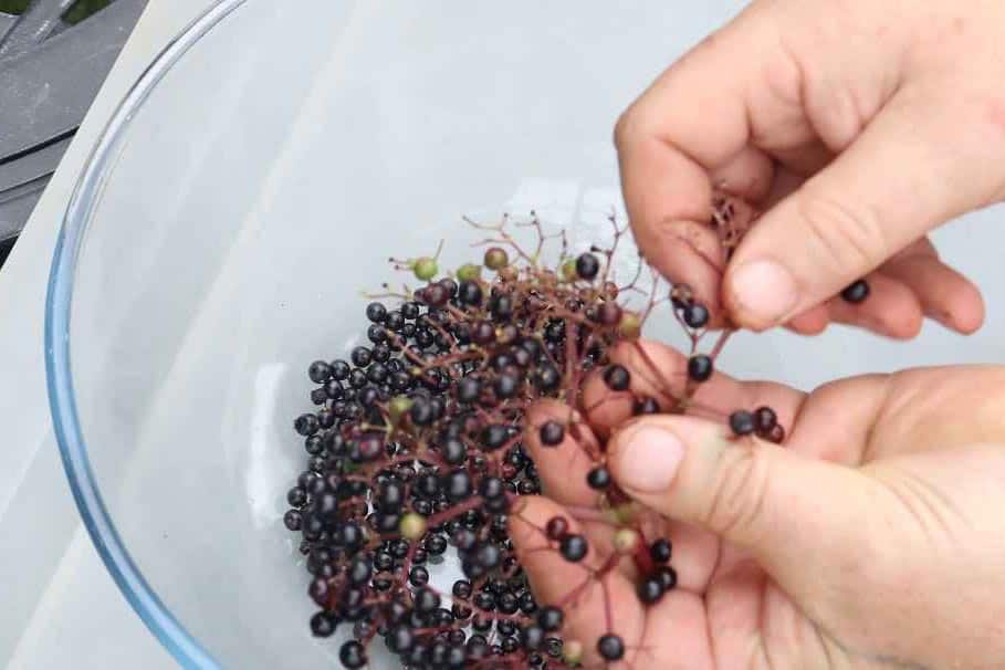 Step 1. Cleaning the Elderberry