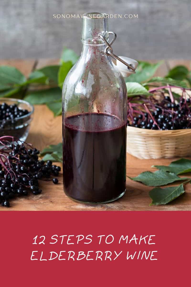 12 Steps to Make Elderberry Wine