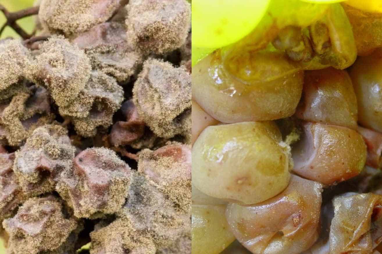 Noble Rot vs. Regular Rot The Difference