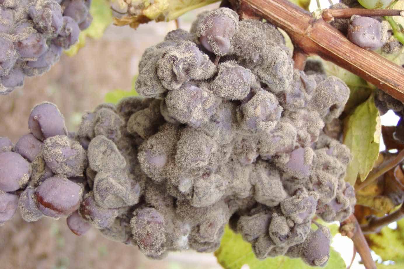 What is Noble Rot