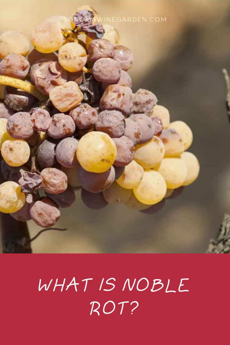 What is Noble Rot (Mystery Behind Dessert Wines)