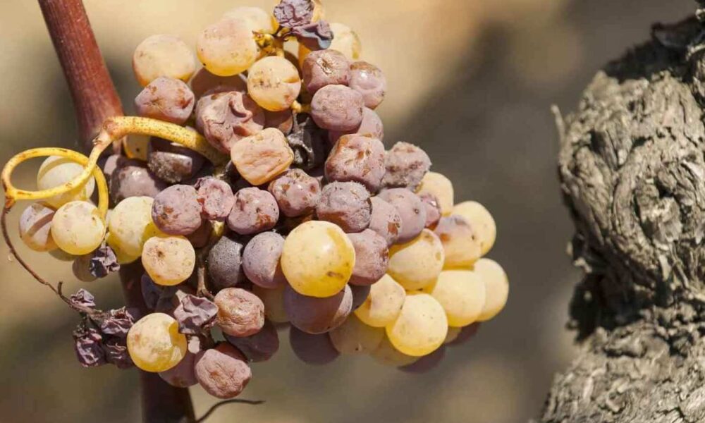 What is Noble Rot? (Mystery Behind Dessert Wines)