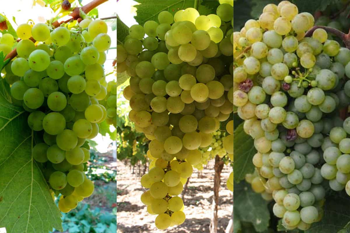 3 Popular Torrontes grape variety