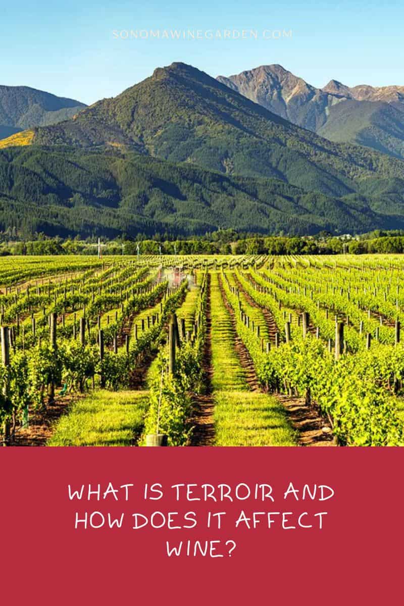 What Is Terroir And How Does It Affect Wine
